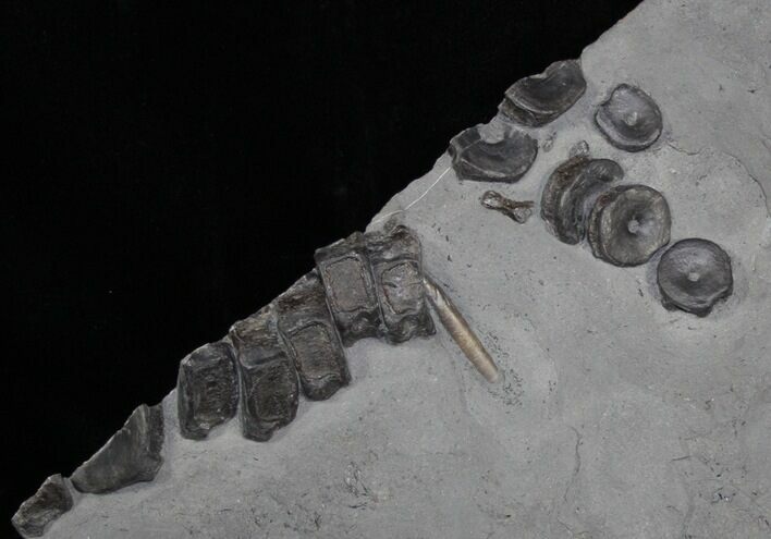 Plate with Ichthyosaur Tail Vertebra Plus Belemnite #1489